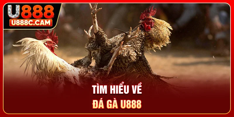 Tìm hiểu về đá gà U888